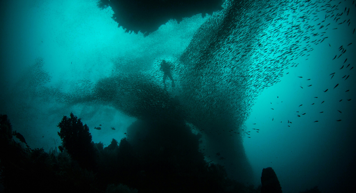 What is this strange creature discovered deep in the abyss of the Pacific Ocean?