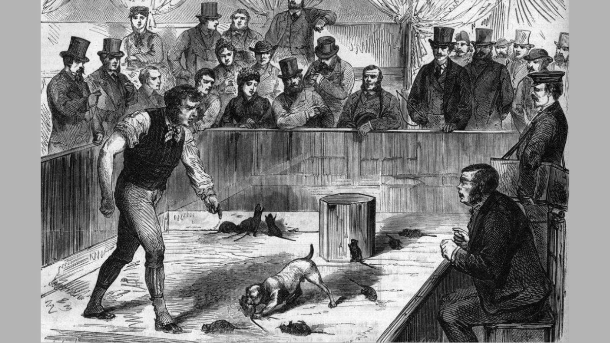 When the basements of Paris sheltered fights between dogs and rats