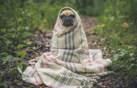 Why some people are overcome by a cold while others feel almost nothing
