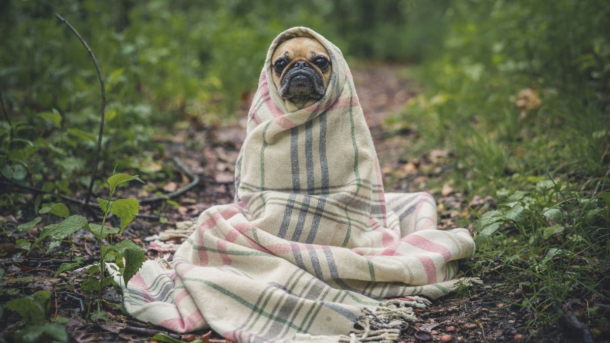 Why some people are overcome by a cold while others feel almost nothing