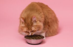 Your cat never finishes his bowl, it’s unbearable, and we finally know why