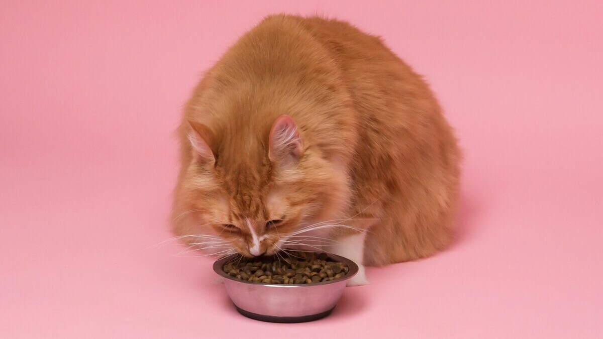 Your cat never finishes his bowl, it's unbearable, and we finally know why