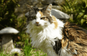 A fungus transmitted from cats to humans spreads in South America and worries authorities