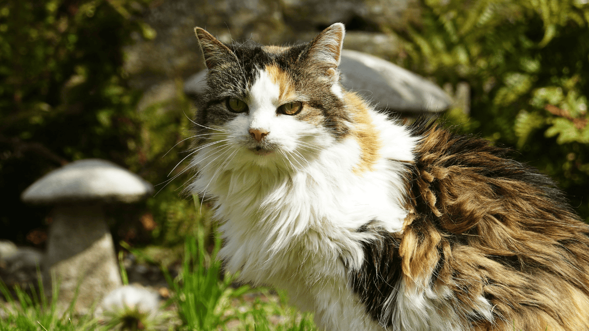 A fungus transmitted from cats to humans spreads in South America and worries authorities