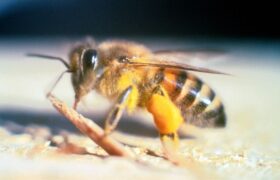 Bees escaped from a laboratory have created a ‘killer’ hybrid species that is invading the United States