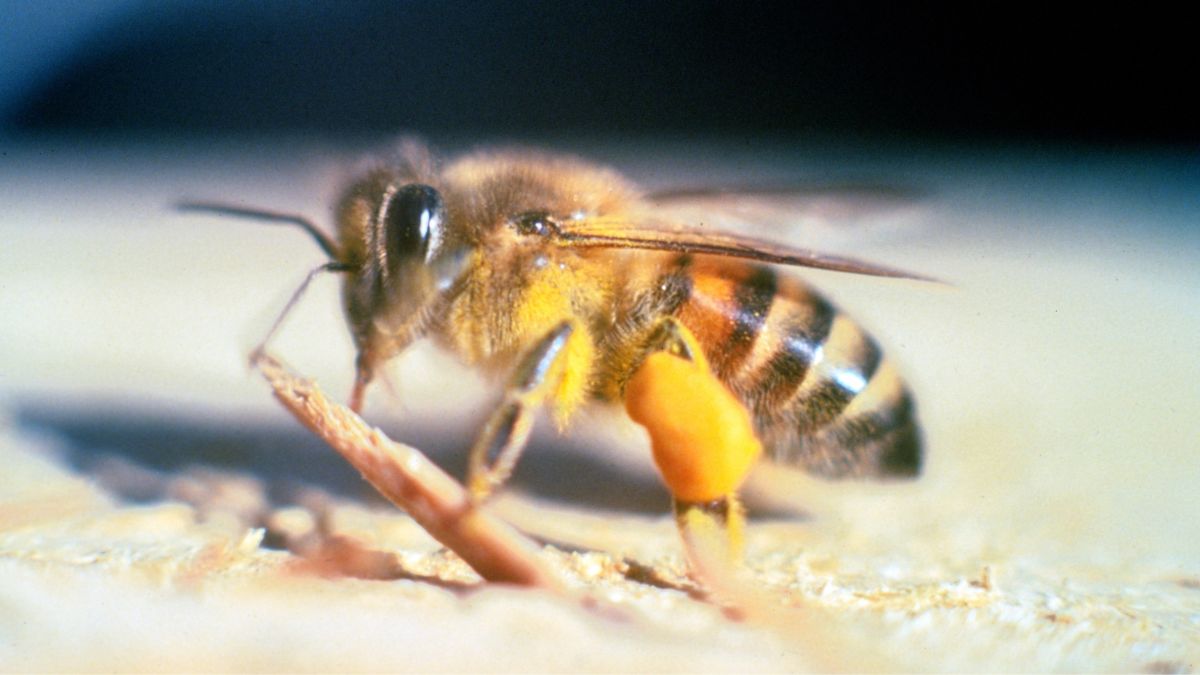 Bees escaped from a laboratory have created a 'killer' hybrid species that is invading the United States