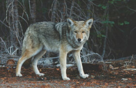 Did the wolves of Chernobyl mutate to survive cancer?