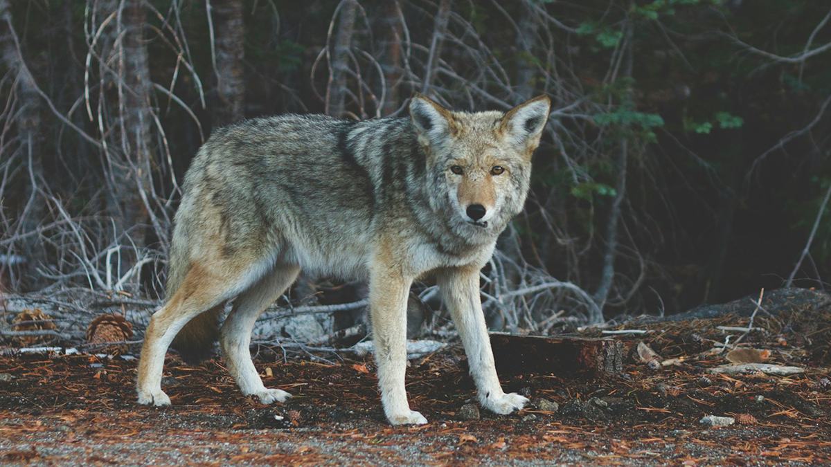 Did the wolves of Chernobyl mutate to survive cancer?