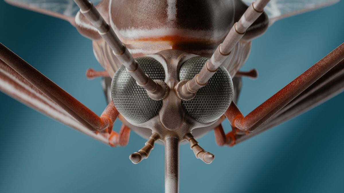 Google will release 32 million mosquitoes in the United States and we're here to explain why
