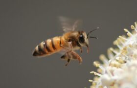 Millions of bees have been discovered living under an American cemetery for more than a hundred years
