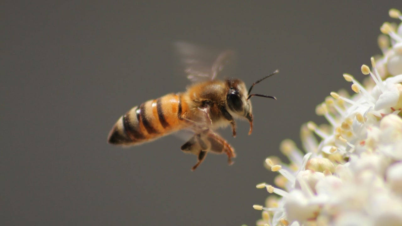 Millions of bees have been discovered living under an American cemetery for more than a hundred years