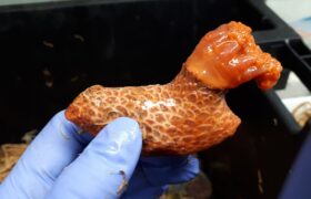 Researchers cut off the foot of a strange sea creature: three years later it still lives