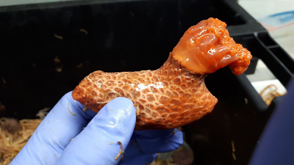Researchers cut off the foot of a strange sea creature: three years later it still lives