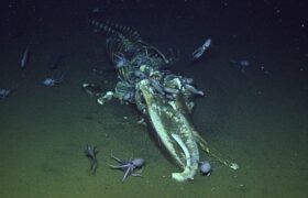 Researchers found a whale carcass at the bottom of the sea and looked at it for fifteen years