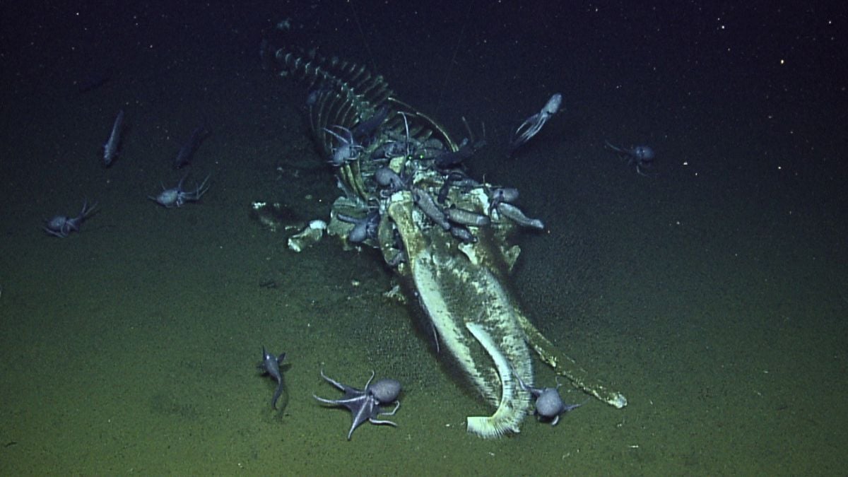 Researchers found a whale carcass at the bottom of the sea and looked at it for fifteen years