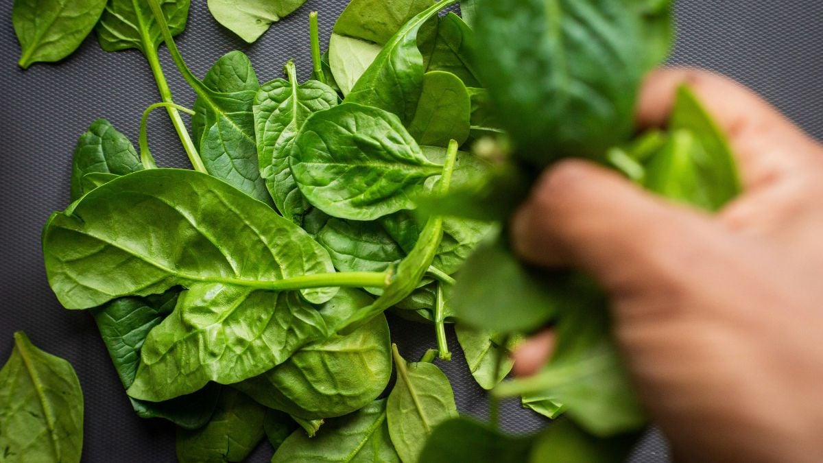 Researchers put spinach in mouse eyes to trigger photosynthesis and it worked