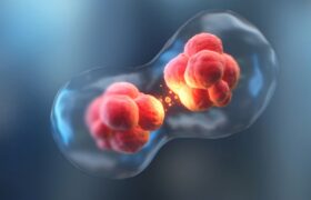 Revolutionary: researchers manage to regrow amputated fingers (in a mouse)