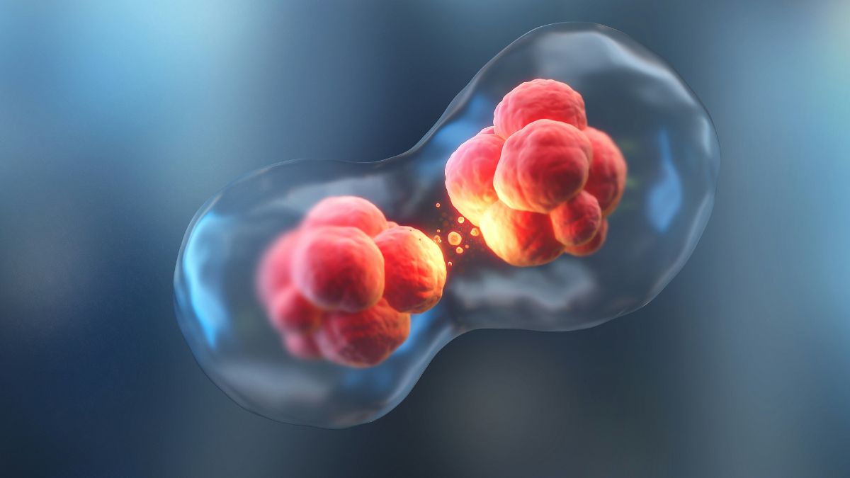 Revolutionary: researchers manage to regrow amputated fingers (in a mouse)