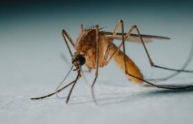 Spread yourself with garlic this summer, you will keep mosquitoes away (and you will stop them from breeding)