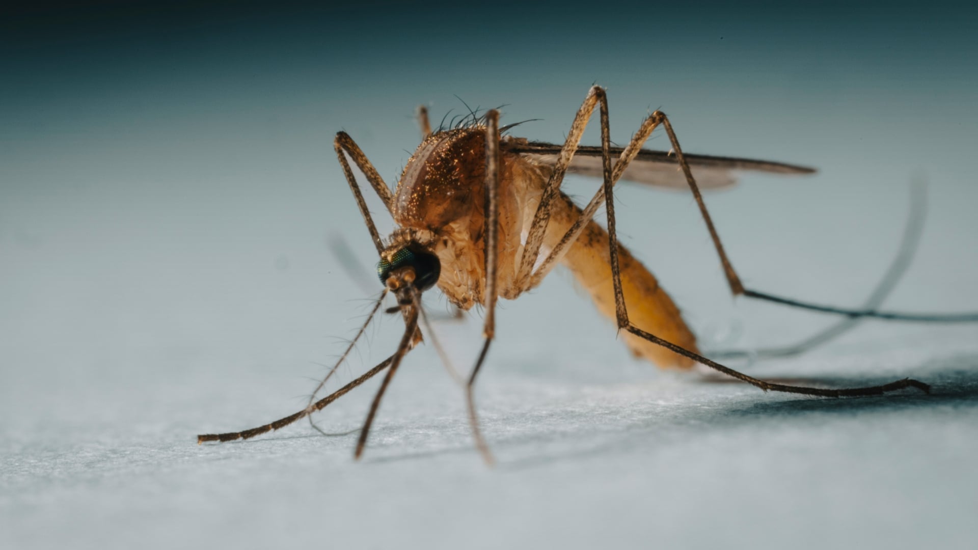 Spread yourself with garlic this summer, you will keep mosquitoes away (and you will stop them from breeding)
