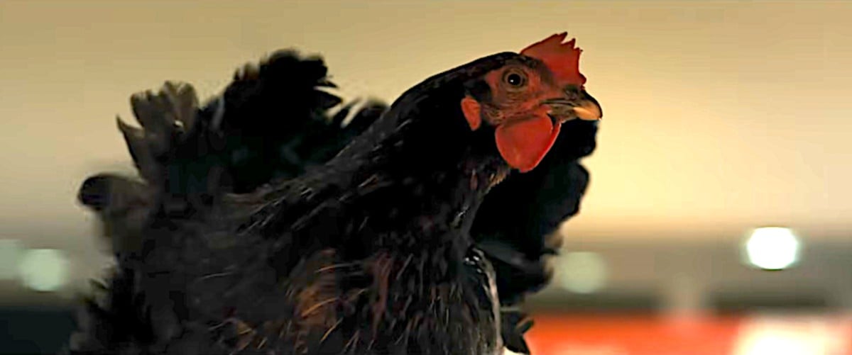 To see at the cinema: “Cocotte”, a contemporary epic
