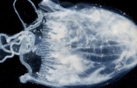 A deadly poisonous jellyfish has just been discovered that can swim towards you and sting you