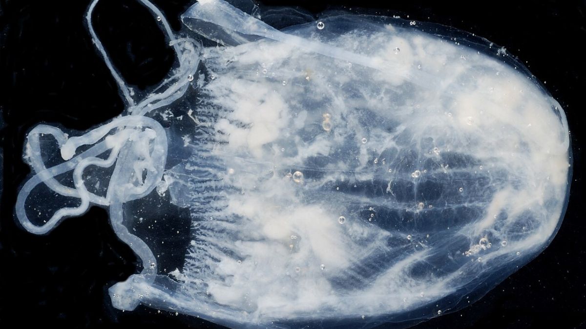 A deadly poisonous jellyfish has just been discovered that can swim towards you and sting you