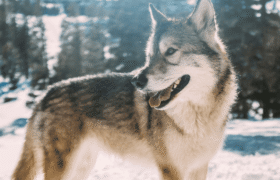 A new hybrid predator between dog and wolf threatens the precarious balance of the heights of the Himalayas