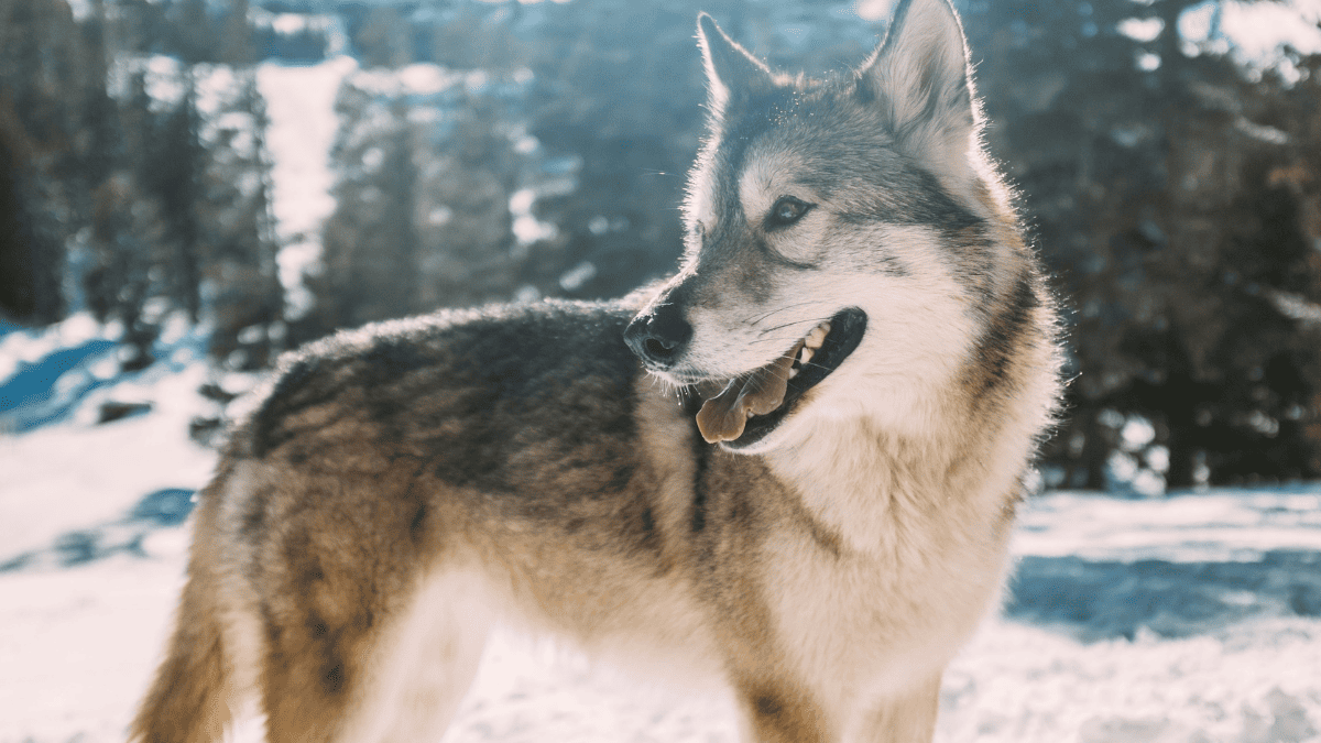 A new hybrid predator between dog and wolf threatens the precarious balance of the heights of the Himalayas
