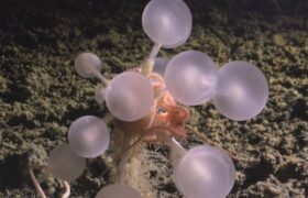 A new mission deep in the abyss reveals strange, never-before-seen creatures