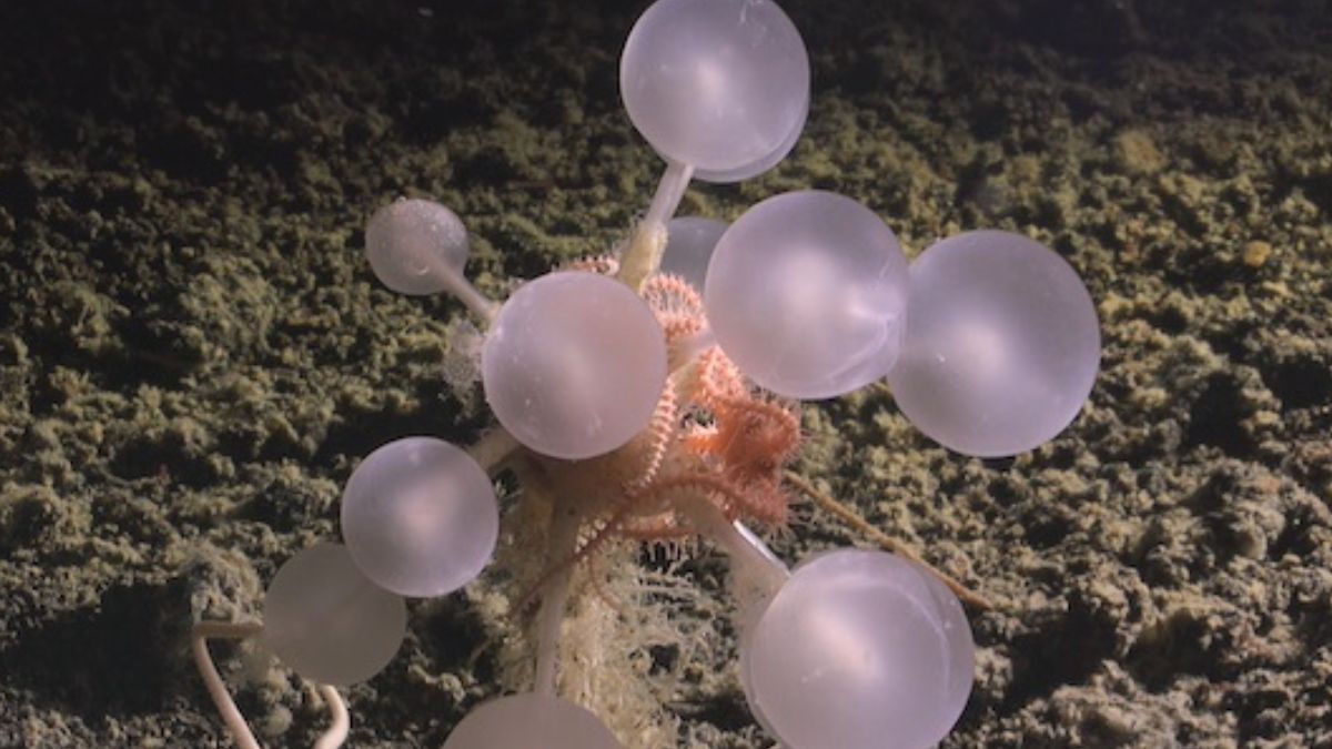 A new mission deep in the abyss reveals strange, never-before-seen creatures