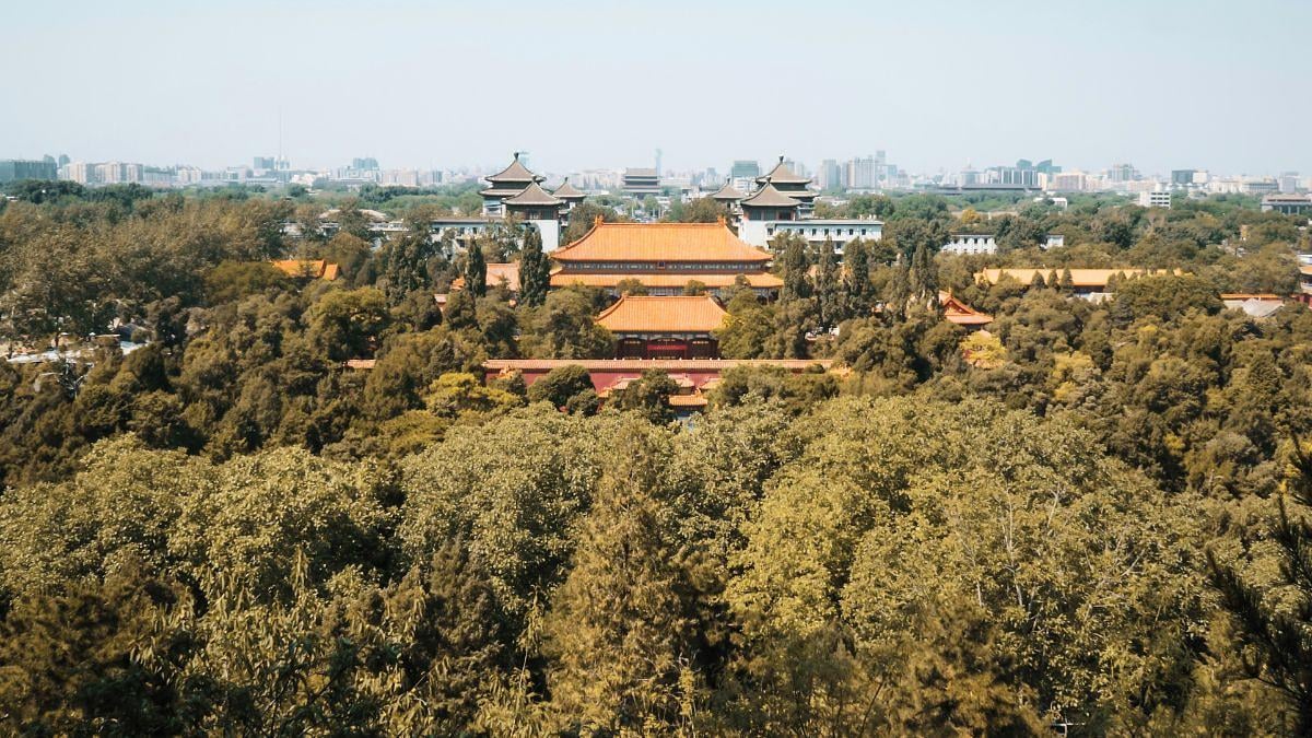 Billions of trees planted by China grow much faster than natural forests