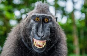 Great Apes Laugh Just Like Us and That Says a Lot About Our Ancestors