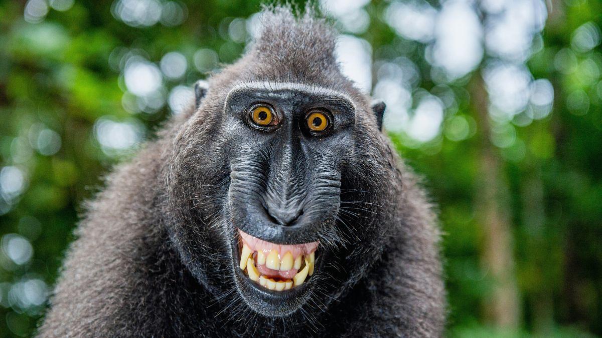 Great Apes Laugh Just Like Us and That Says a Lot About Our Ancestors