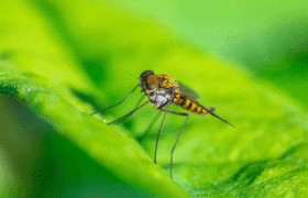 Malaria had almost disappeared from this region, why is it making a comeback today?