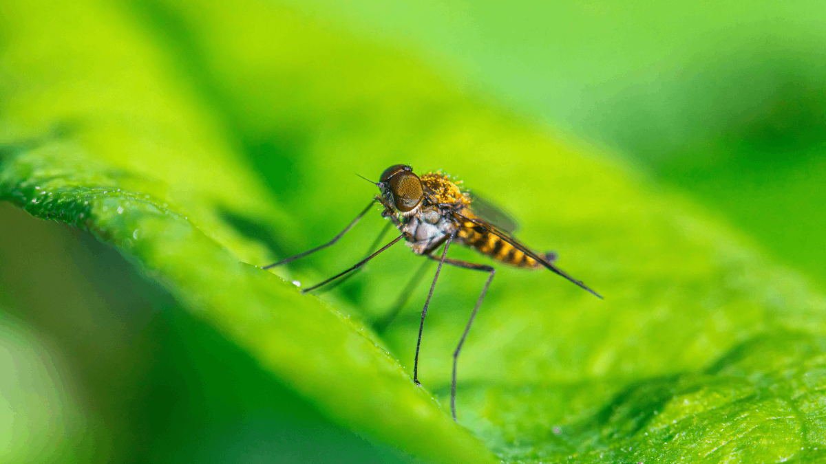Malaria had almost disappeared from this region, why is it making a comeback today?