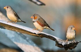 Researcher decodes bird language, a major step toward communicating with animals