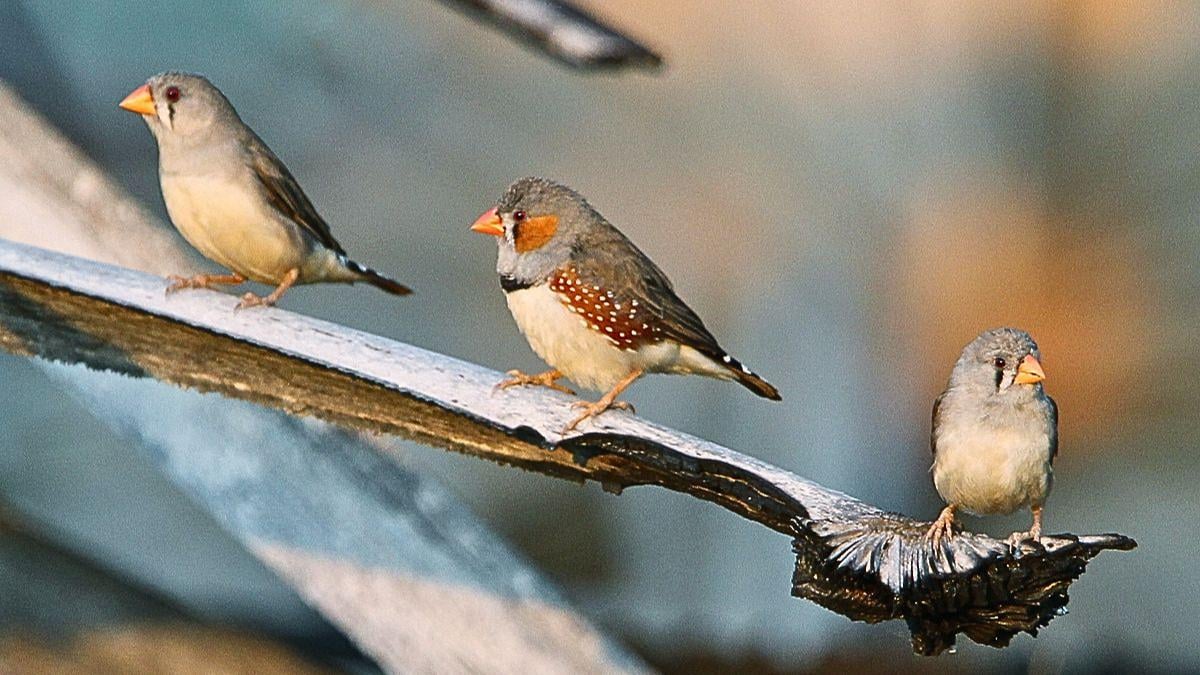 Researcher decodes bird language, a major step toward communicating with animals