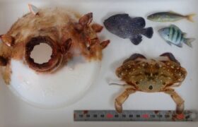 Researchers have solved the riddle of this large crab trapped in a tiny bottle