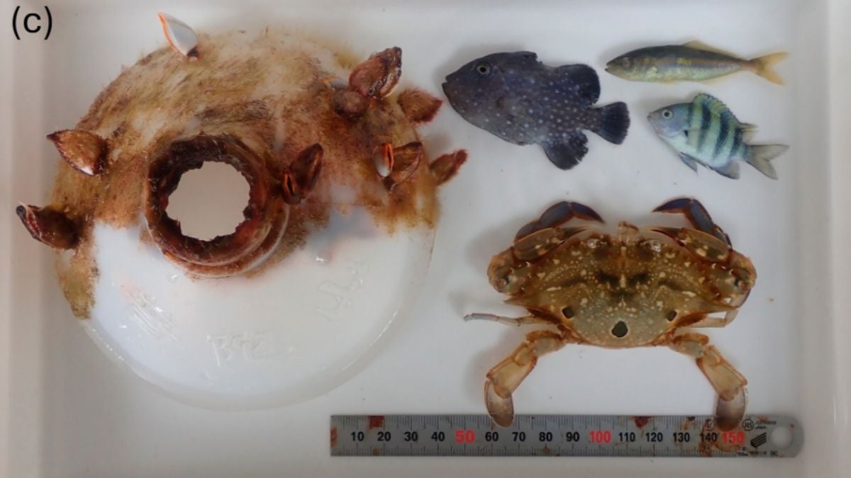 Researchers have solved the riddle of this large crab trapped in a tiny bottle