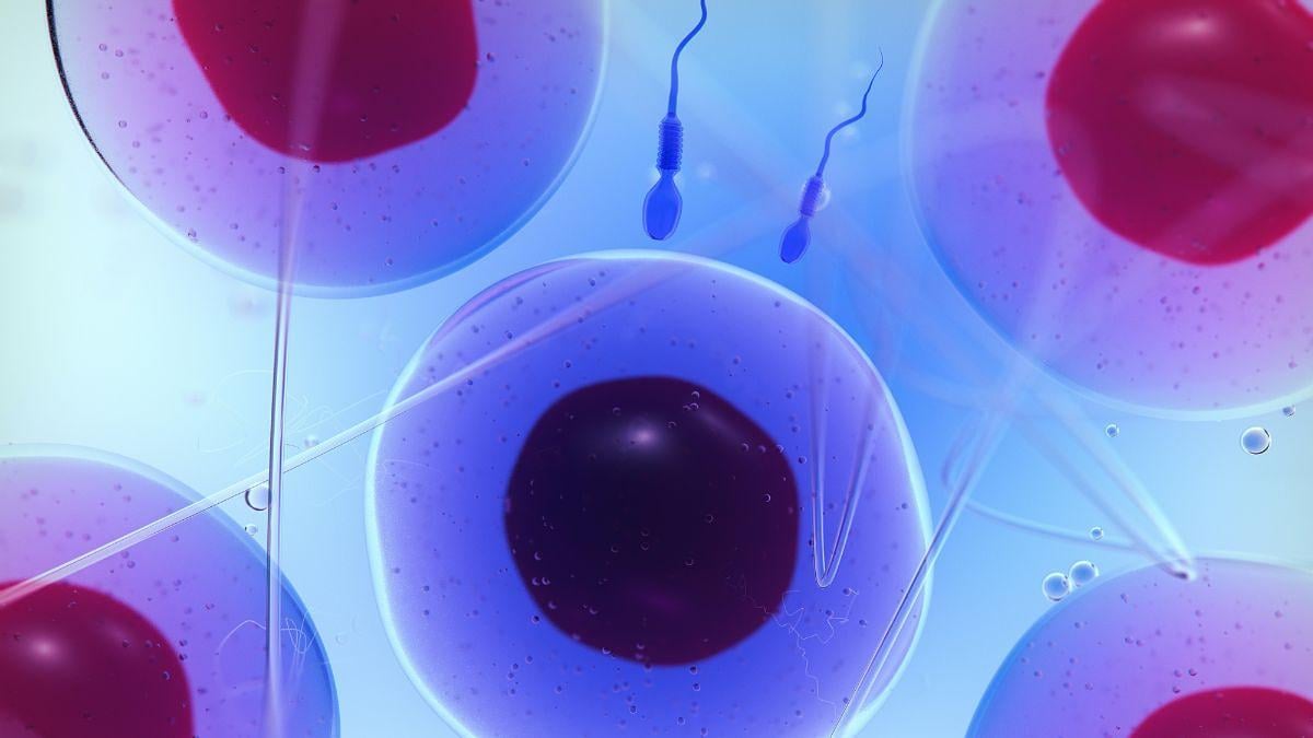 Softening the ovaries, the solution to increase the duration of fertility?