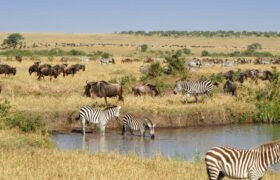 We will soon track poachers from space by observing the movements of animals