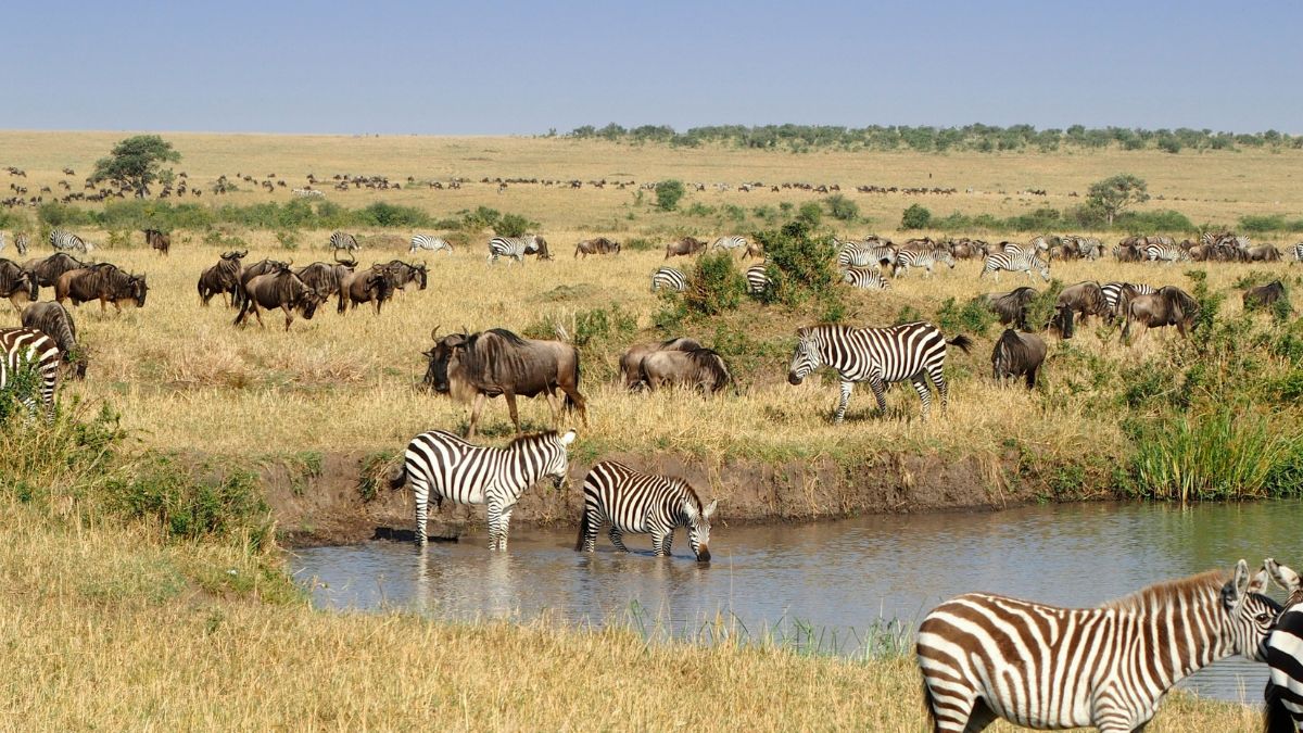 We will soon track poachers from space by observing the movements of animals