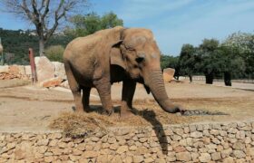 An elephant on LSD, or the most astonishing scientific experiment of the 1960s