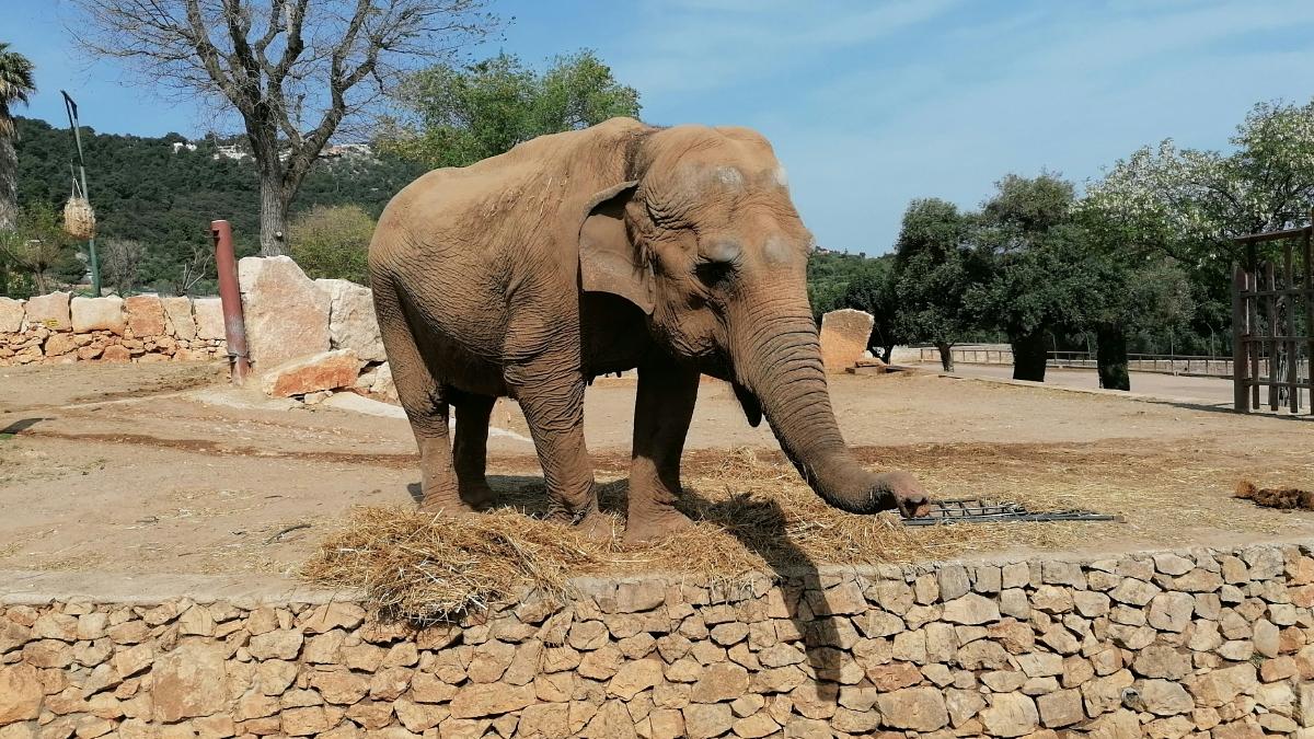 An elephant on LSD, or the most astonishing scientific experiment of the 1960s