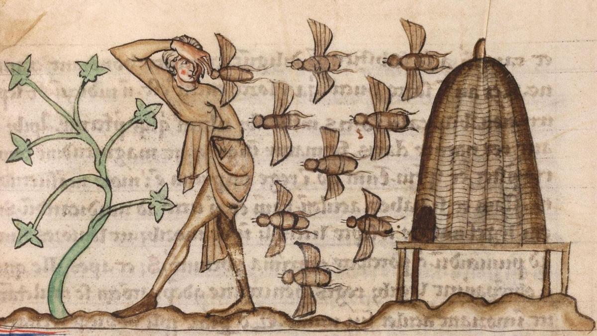 In the Middle Ages, Irish bees had their own laws and a real legal status which protected them
