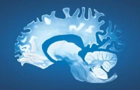 The hippocampus: much more than a key structure for memory