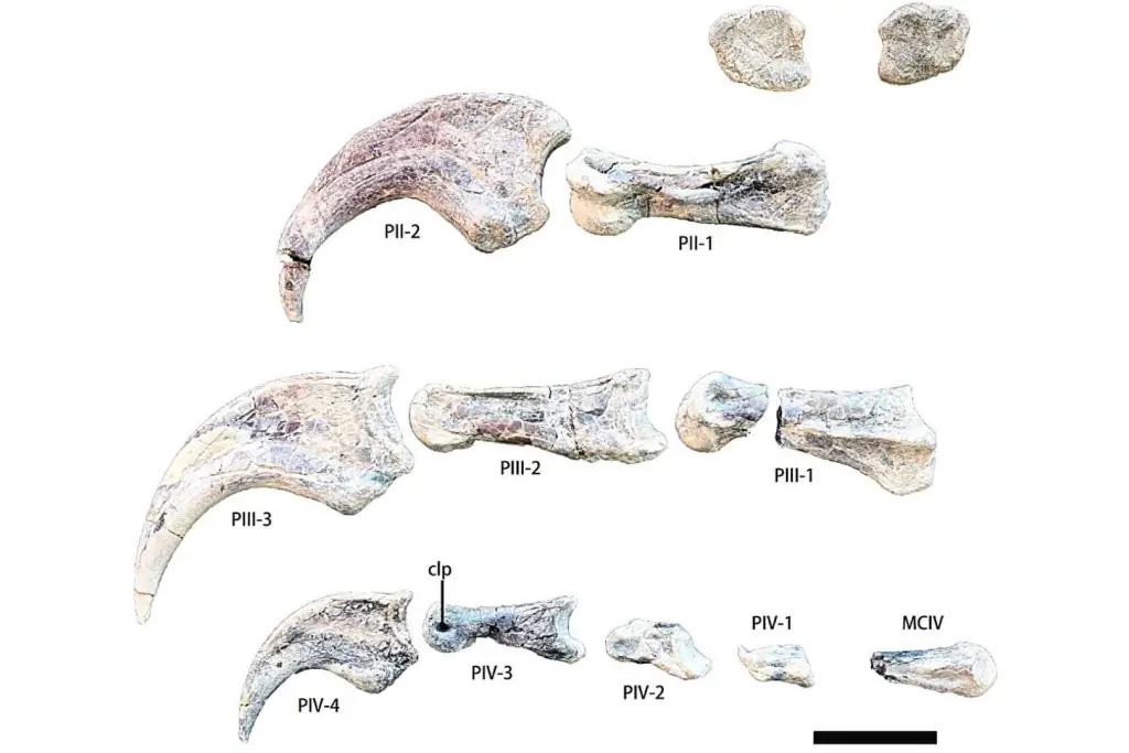 Photographs of the left hand of the specimen IVPP V 18957, observed from its medial side