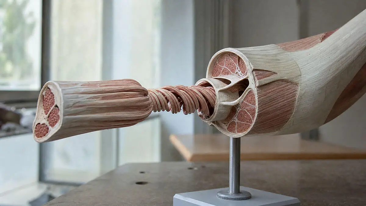 Scientific illustration of a human tendon enlarged in section, with collagen fibers arranged in a spiral and stretching like