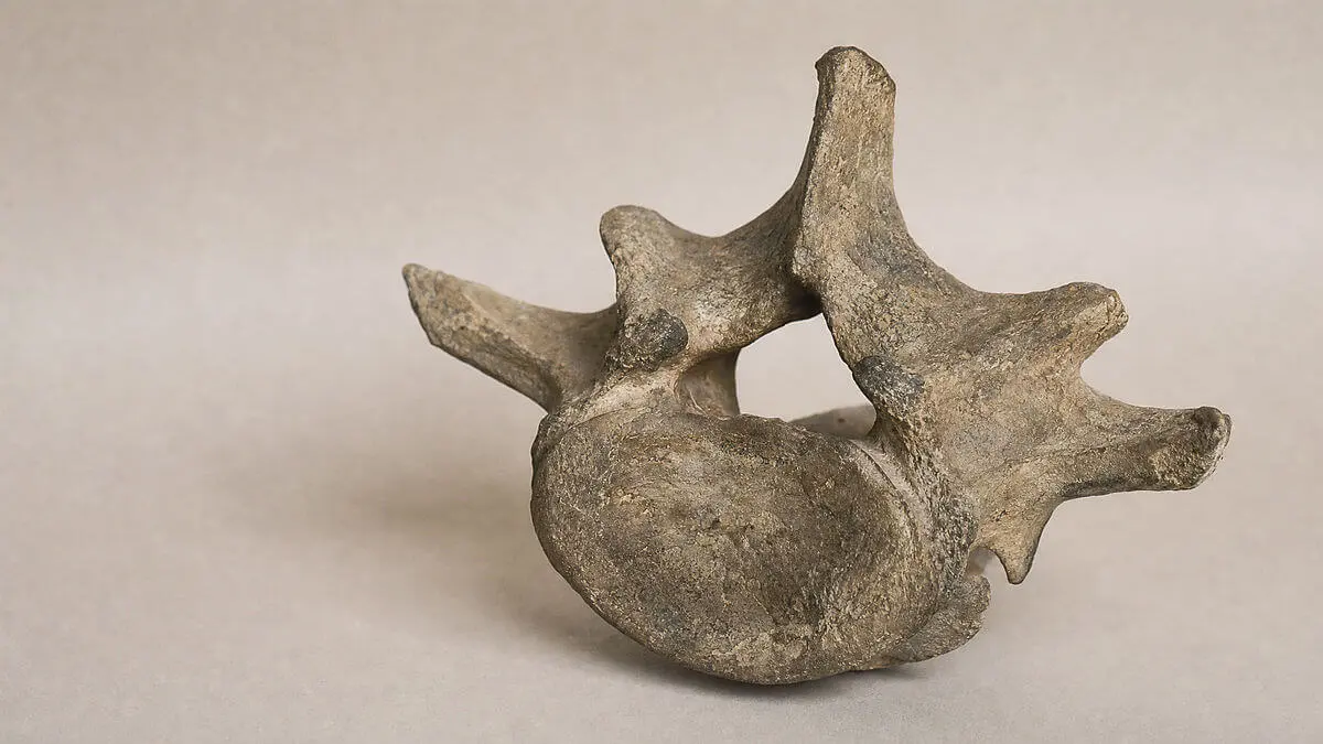 Detailed scientific illustration of a robust fossil python vertebra, isolated on neutral background and viewed from a q angle